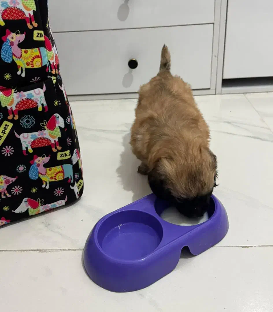 سگ شیتزو|سگ|باقرشهر, |دیوار