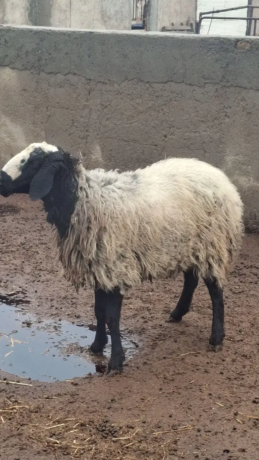 بره قوچی|حیوانات مزرعه|اسفرورین, |دیوار