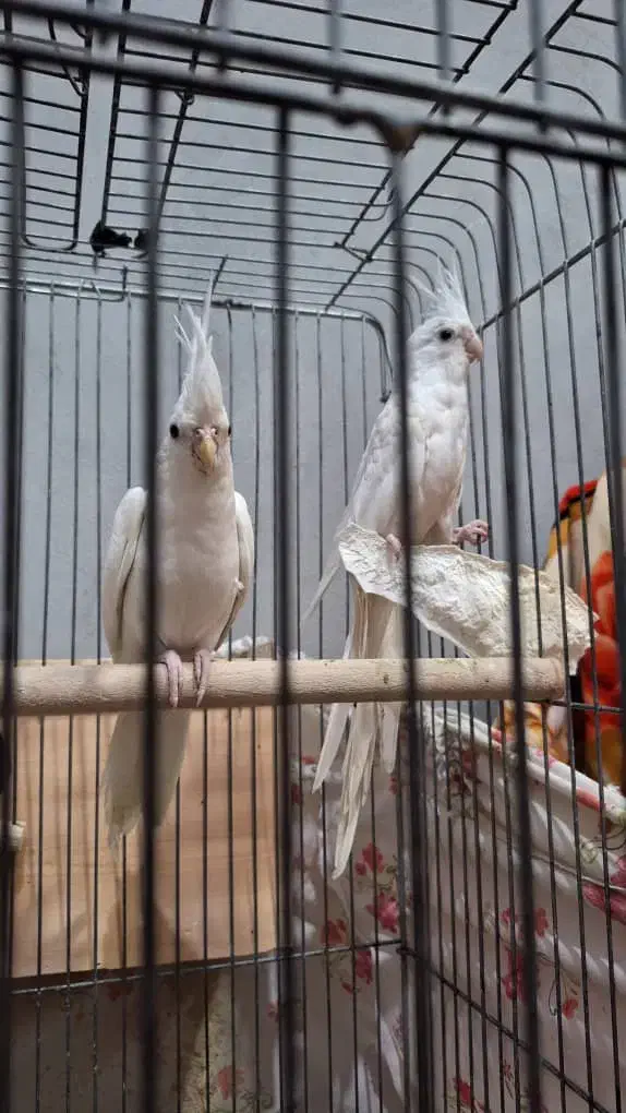 عروس هلندی آلبینو مولد|پرنده|سیراف, |دیوار