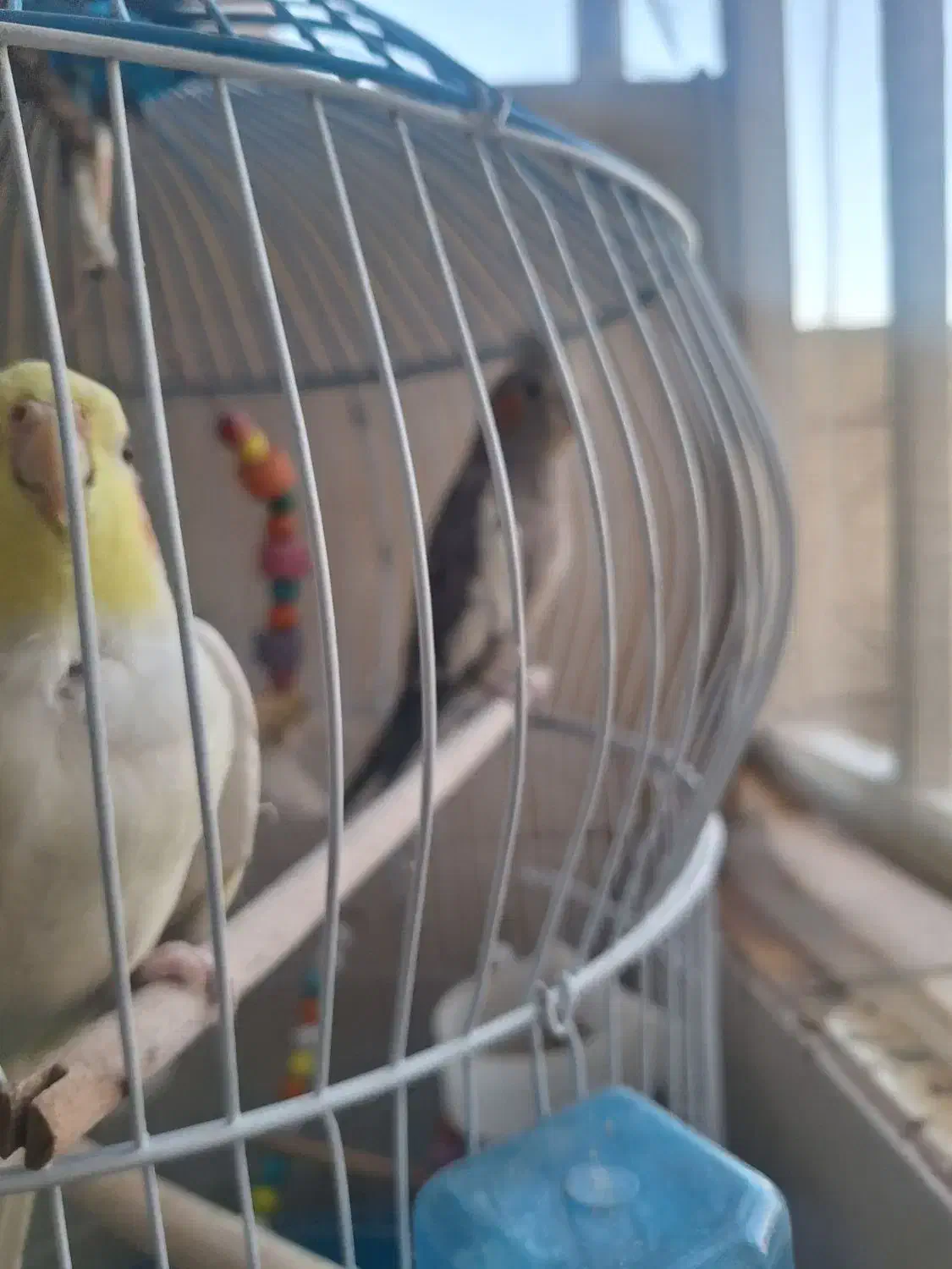 عروس هلندی نروماده|پرنده|پاکدشت, پاکدشت (مامازند)|دیوار