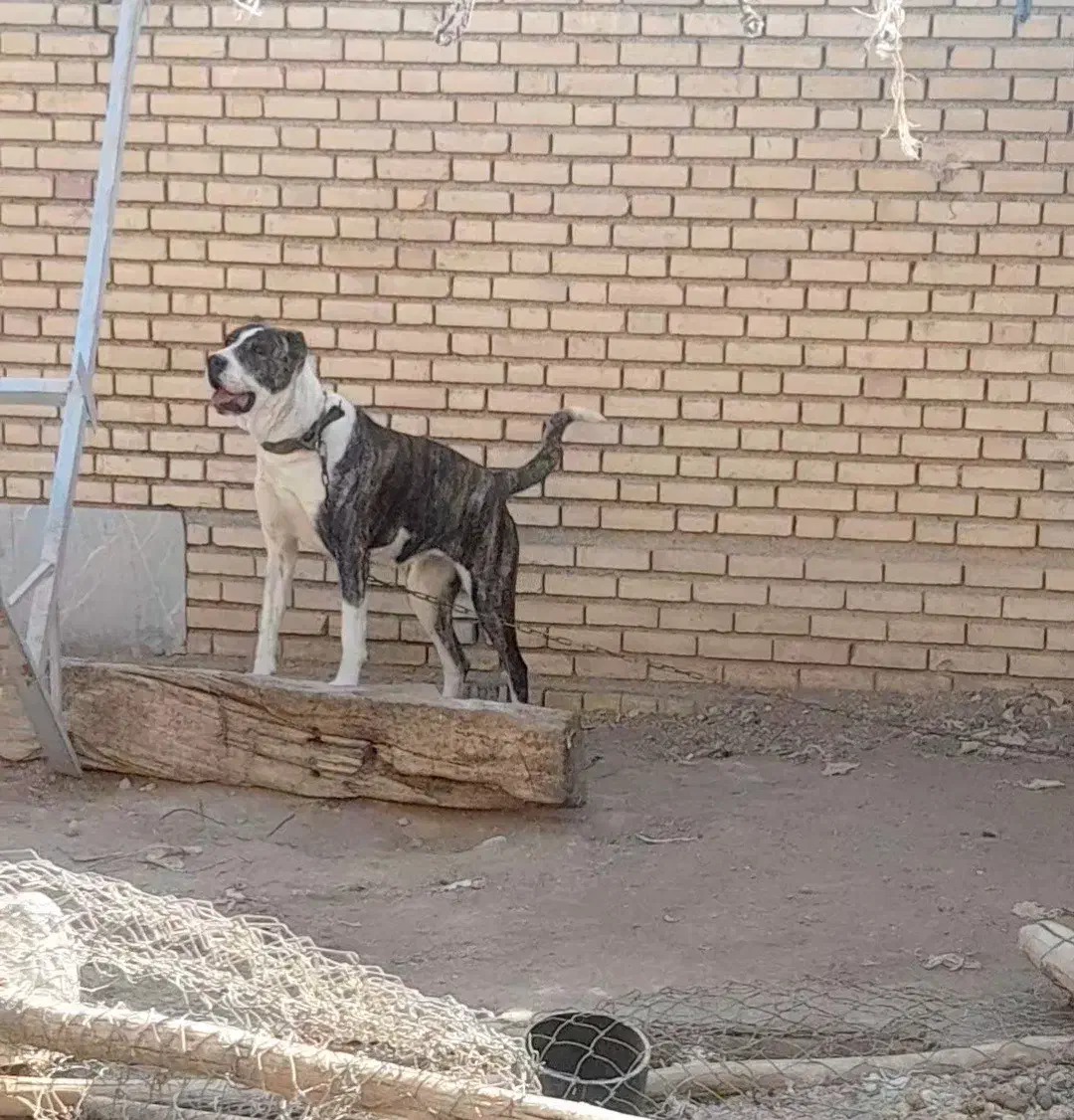 سگ ماده الابای اصیل|سگ|مبارکه, |دیوار