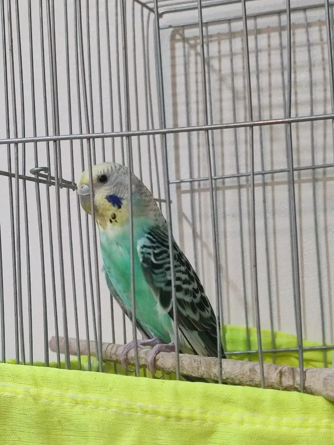 یه جفت مرغ عشق خوش رنگ|پرنده|تهران, سازمان آب|دیوار