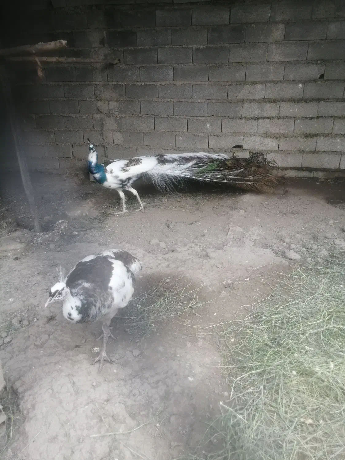 فروش جوجه بالغ طاووس در همه رنگ|پرنده|قائم‌شهر, |دیوار