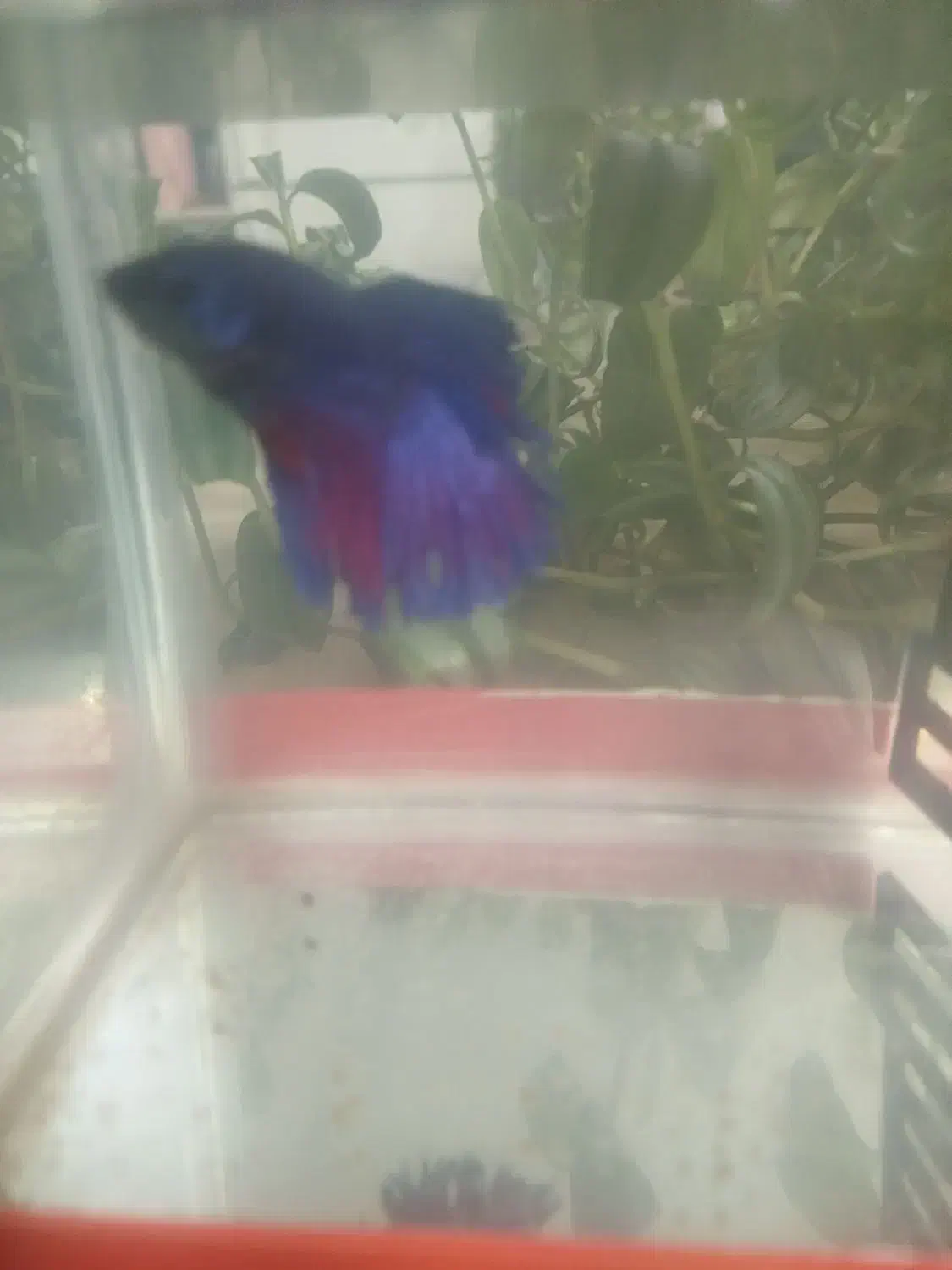 ماهی فایتر|ماهی|نظرآباد, مسکن مهر نظرآباد|دیوار