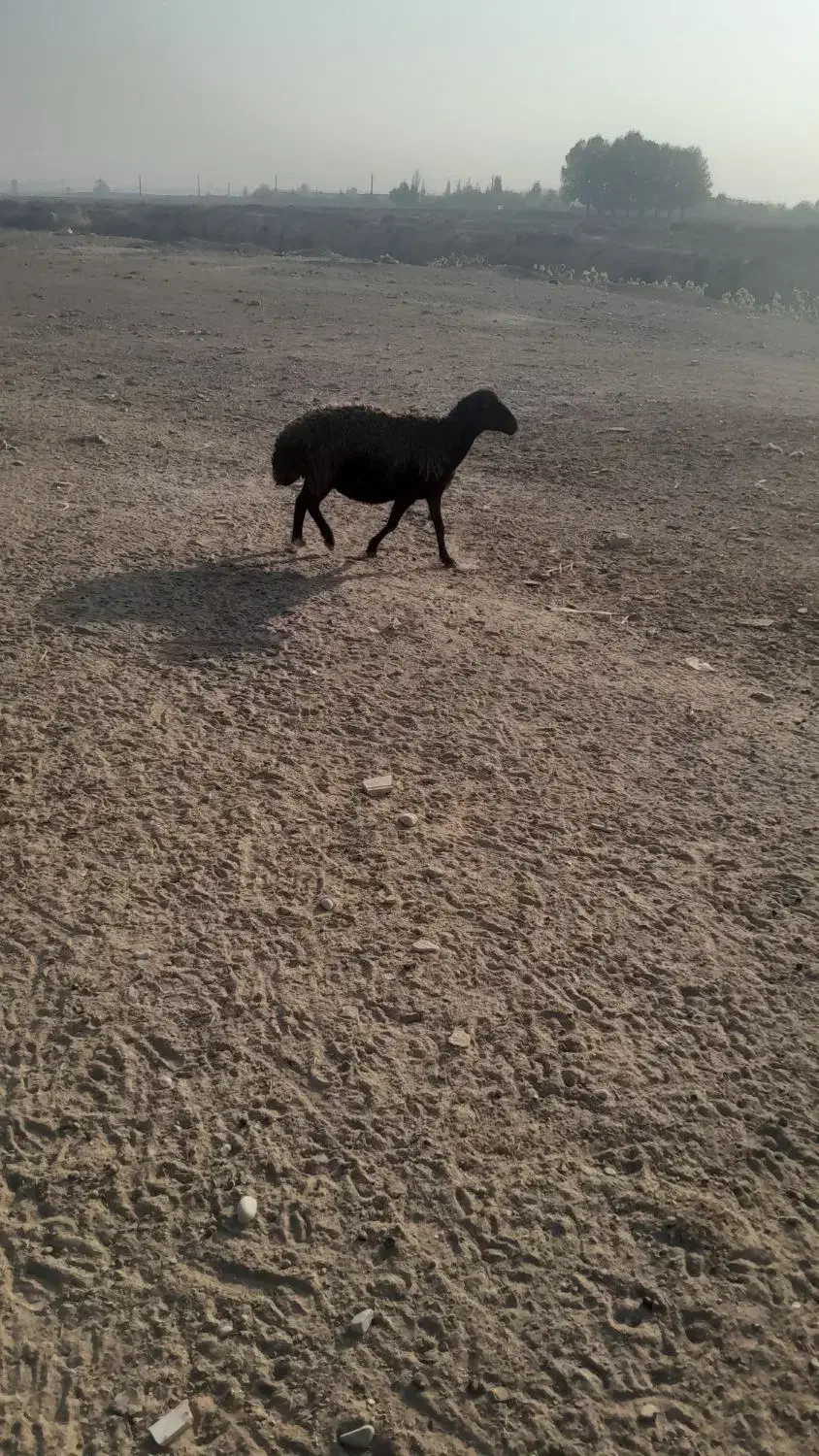 یک عددمیش بابره|حیوانات مزرعه|فیروزکوه, |دیوار