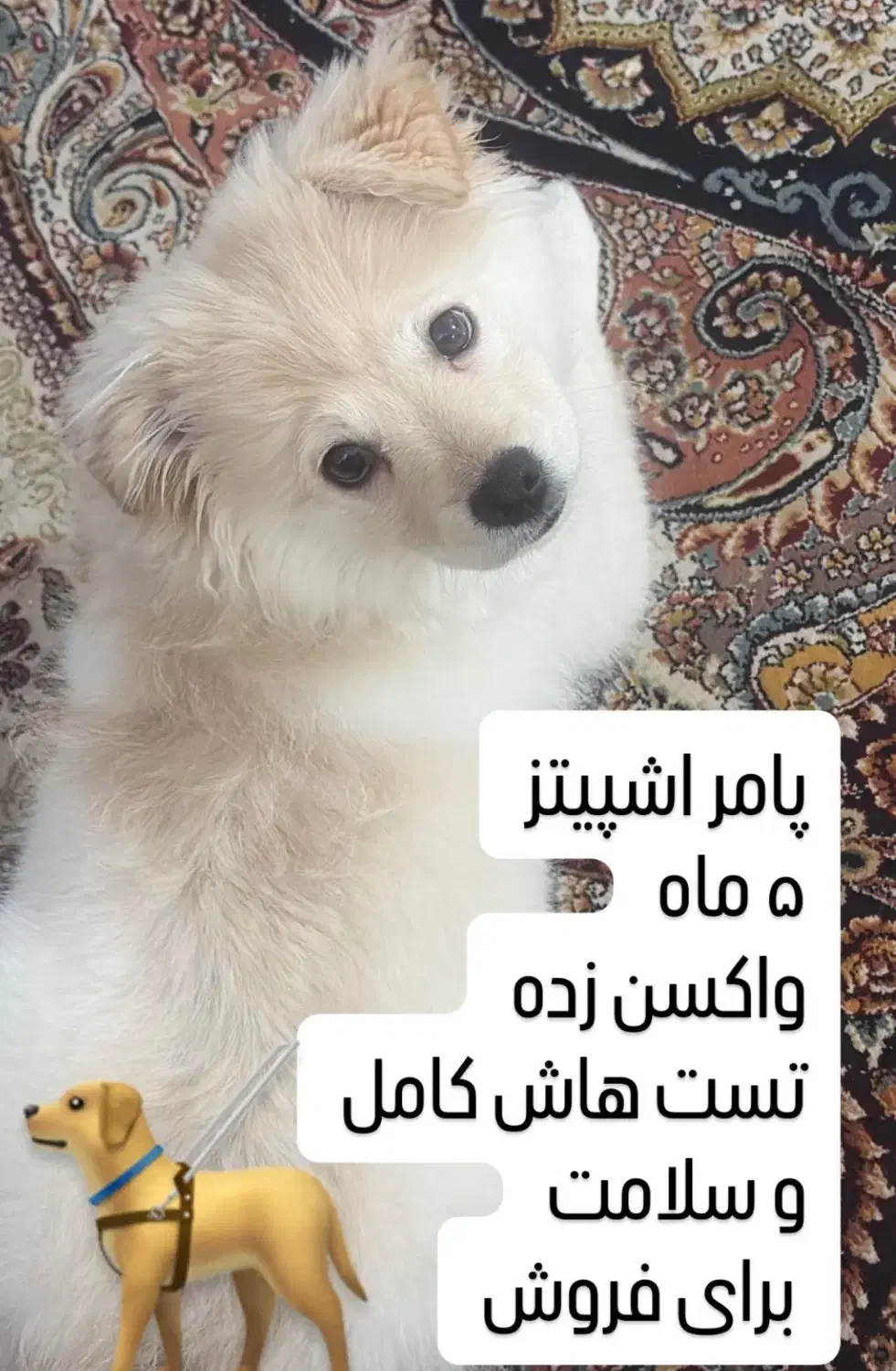 فروشی سگ|سگ|اهواز, پادادشهر|دیوار