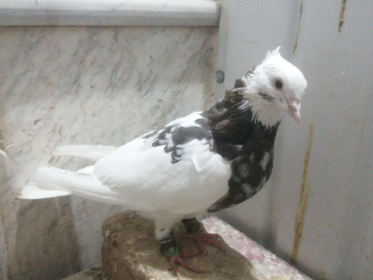 چندتا جوجه و کفتر|پرنده|تربت‌حیدریه, شهید قرنی|دیوار