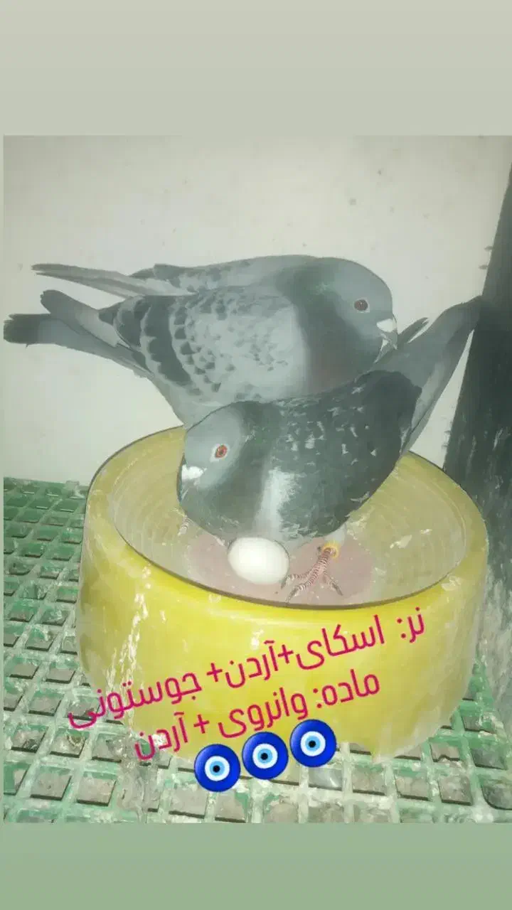 نروماده مولدمسافتی|پرنده|تاکستان, |دیوار