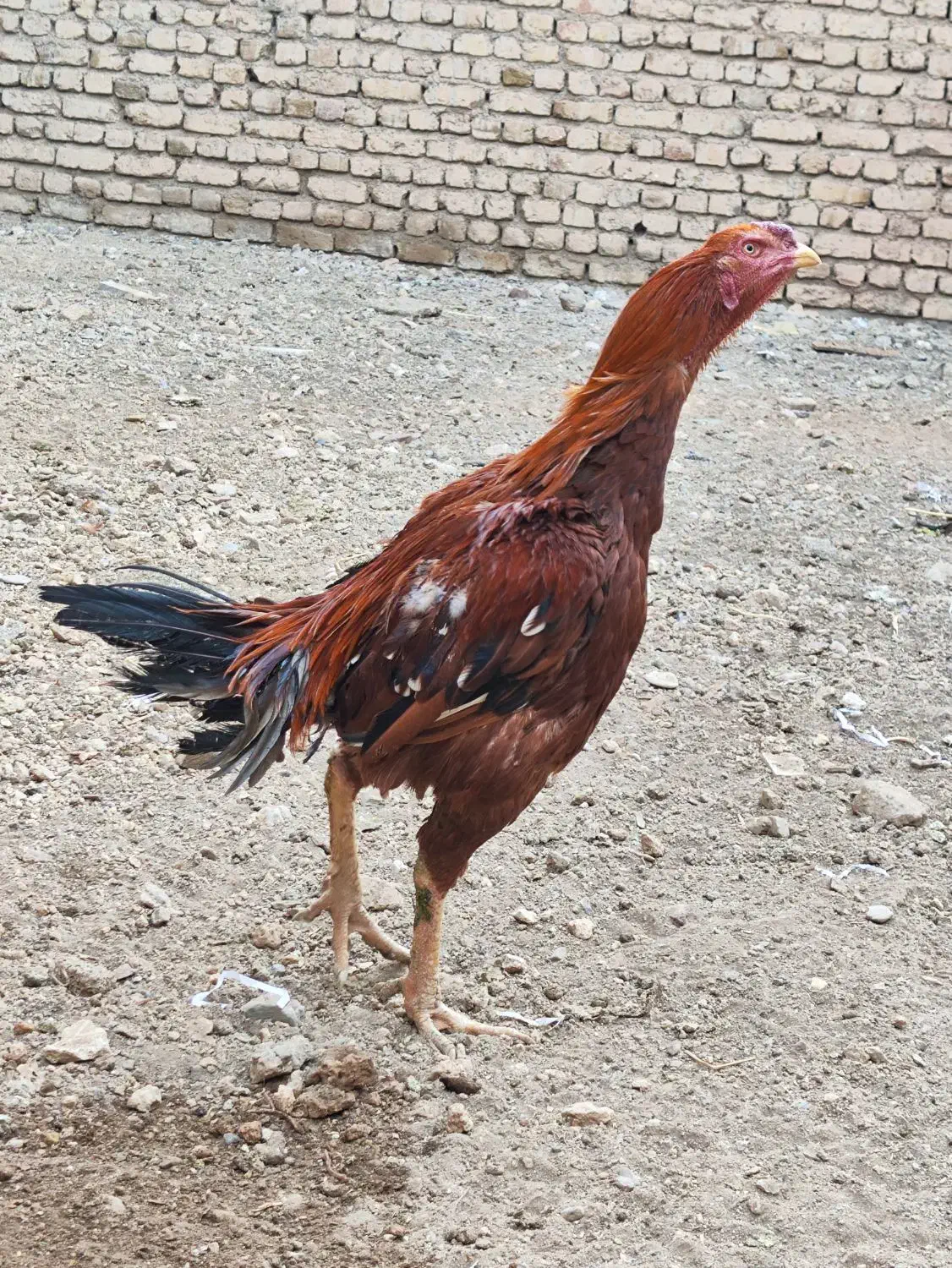 خروس لاری نسل|حیوانات مزرعه|خرمدره, |دیوار