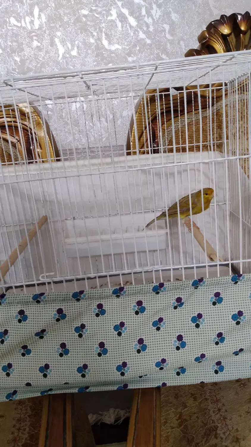 یک عددقناری نر بخون دارچینی رنگ|پرنده|کاشان, لتحر|دیوار