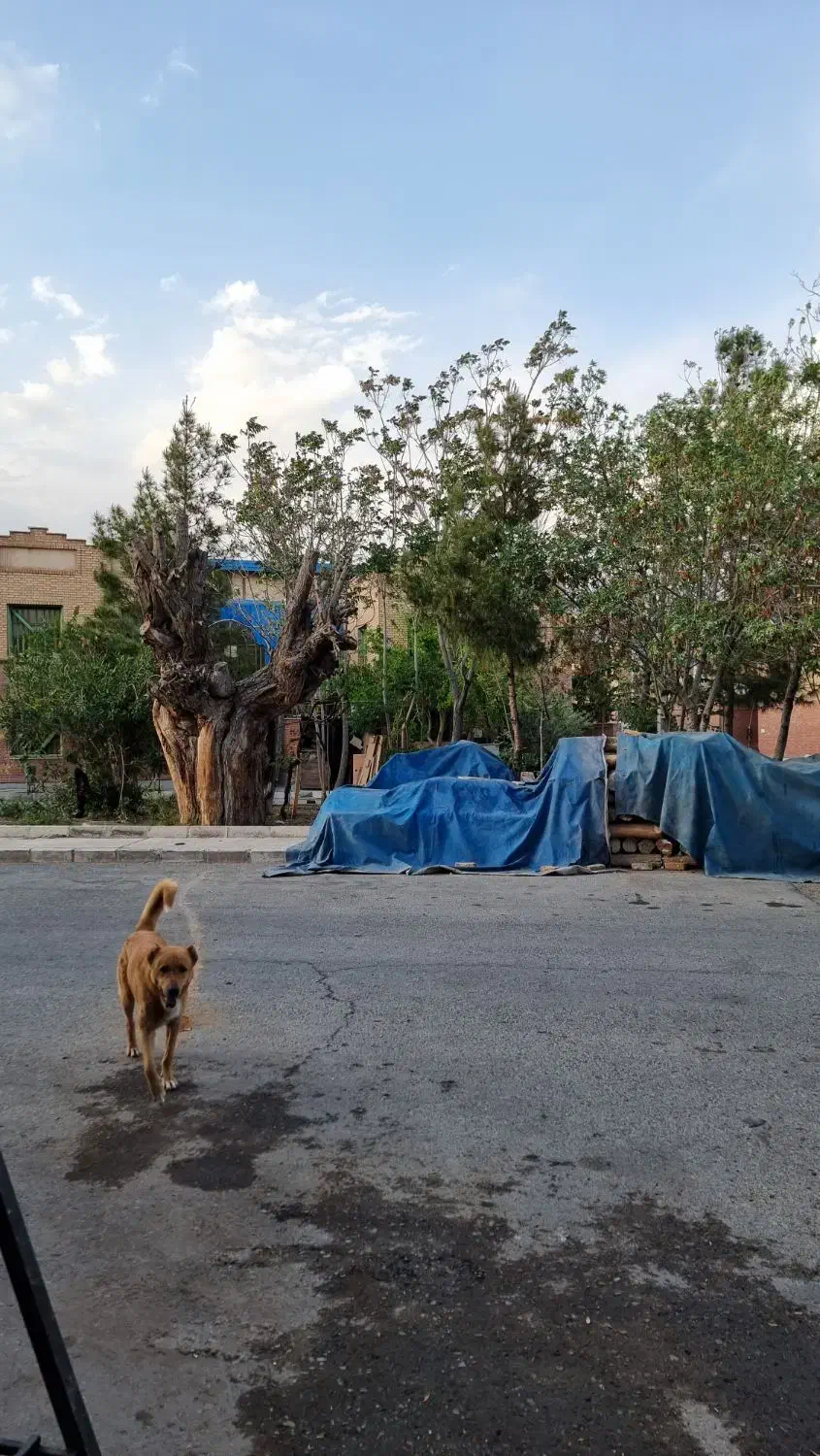 سوله 200 متری نوآوران سایت چوب|فروش دفتر صنعتی، کشاورزی، تجاری|خاوران, |دیوار