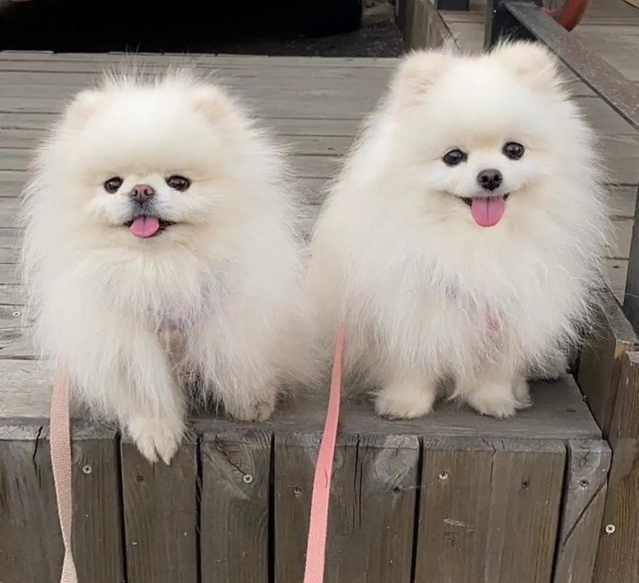 توله سگ های سایز تیکاپ|سگ|شیراز, معالی‌آباد|دیوار