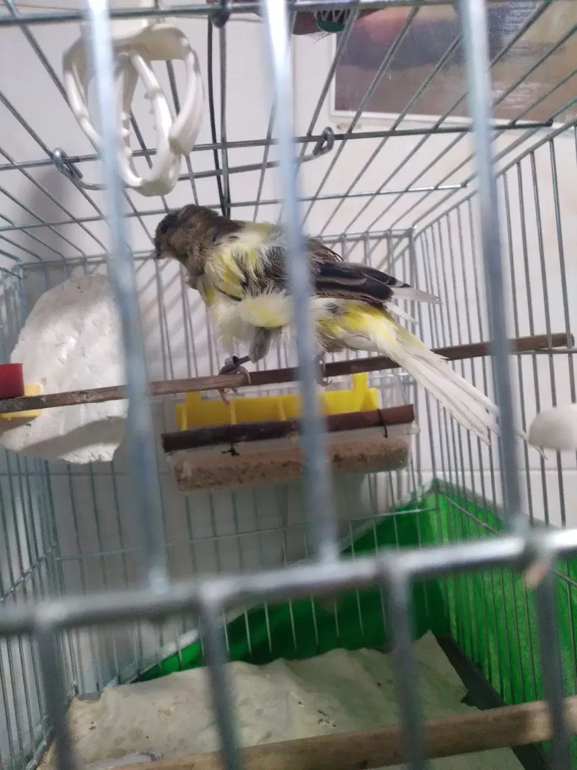 قناری فری رسمی بلندنر|پرنده|تهران, استخر|دیوار