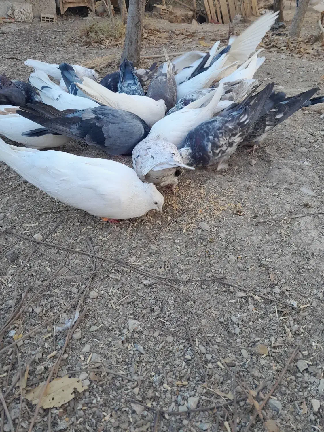 کفتر|پرنده|ساروق, |دیوار