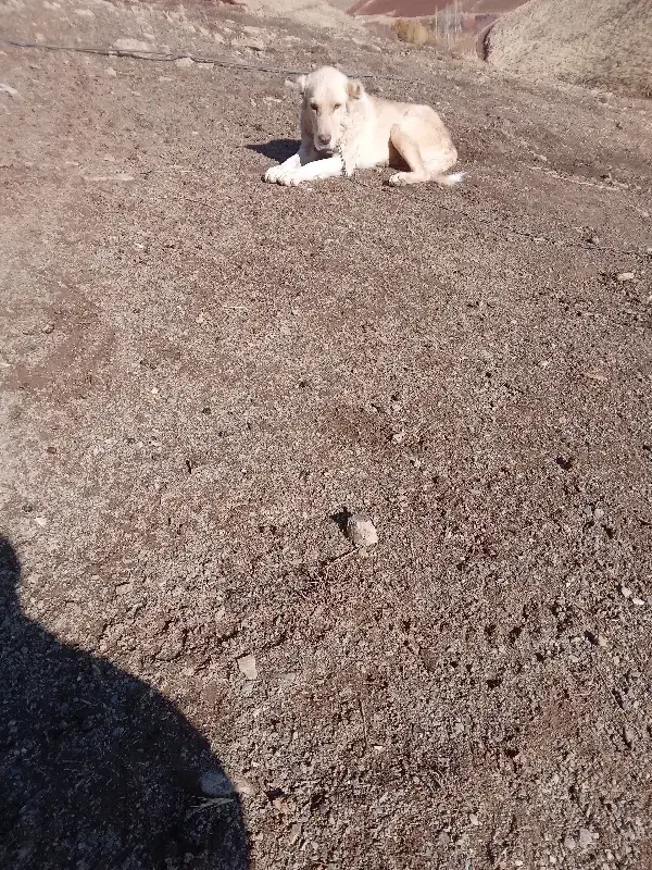 سلام سگ ماده سراب ۸ ماهه|سگ|سنندج, |دیوار