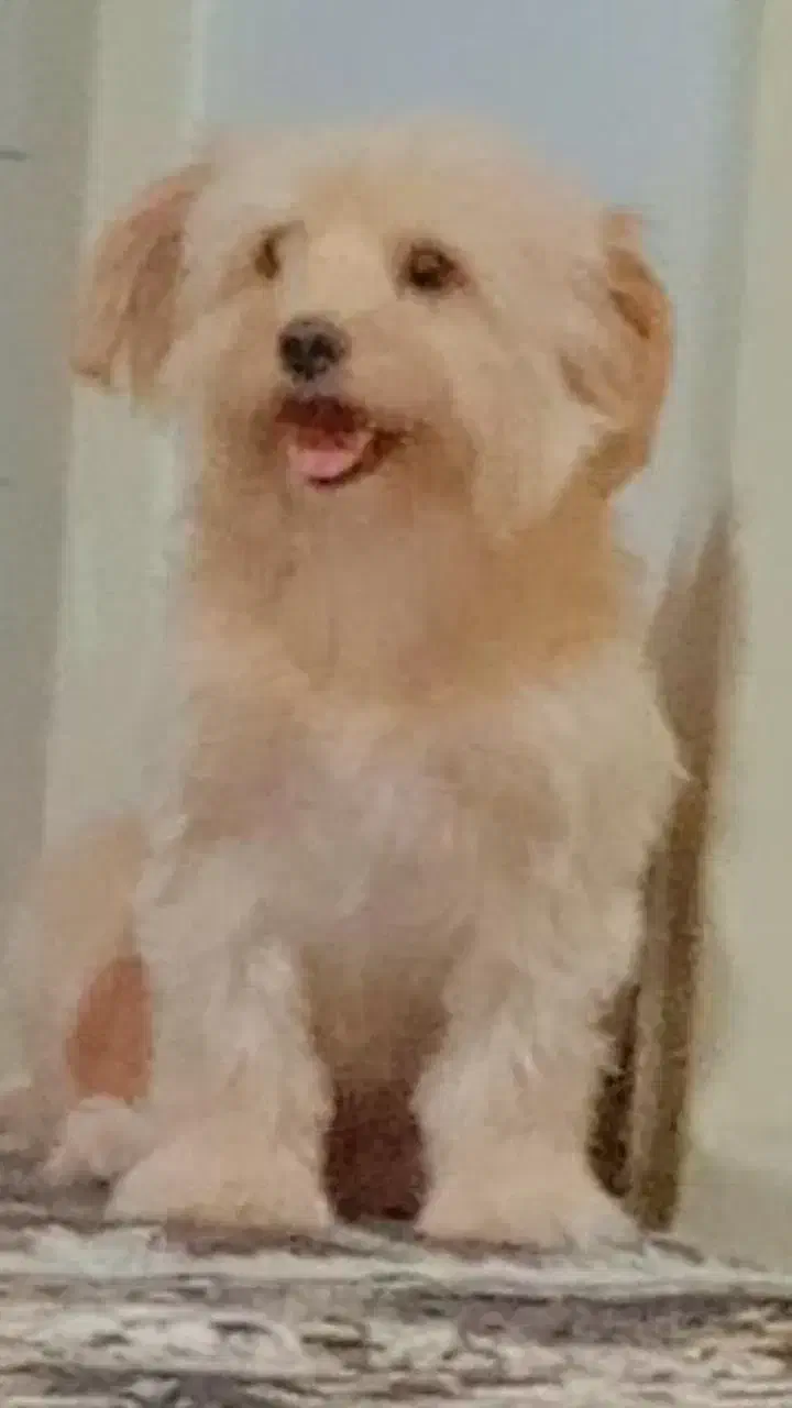 سگ ماده مهربون آپارتمانی|سگ|ورامین, ورامین|دیوار