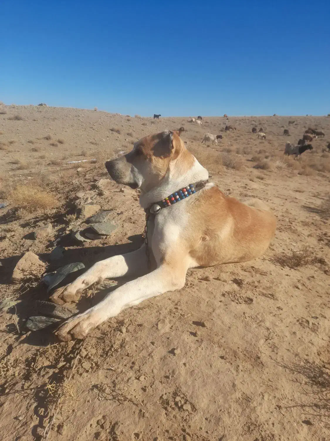 سگ.|سگ|سبزوار, رباط|دیوار