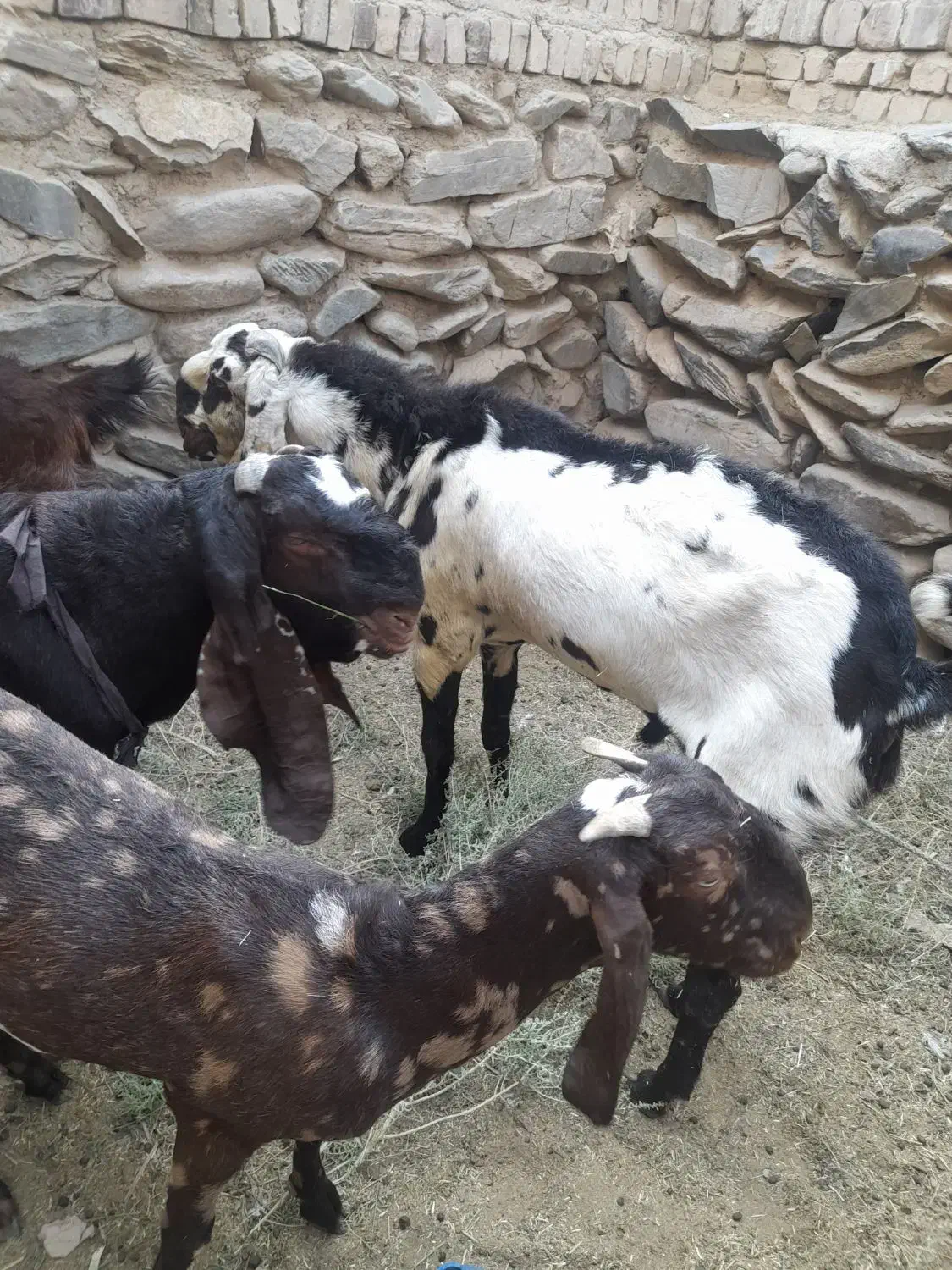سبزه عکس دوم|گل و گیاه طبیعی|سراوان, |دیوار
