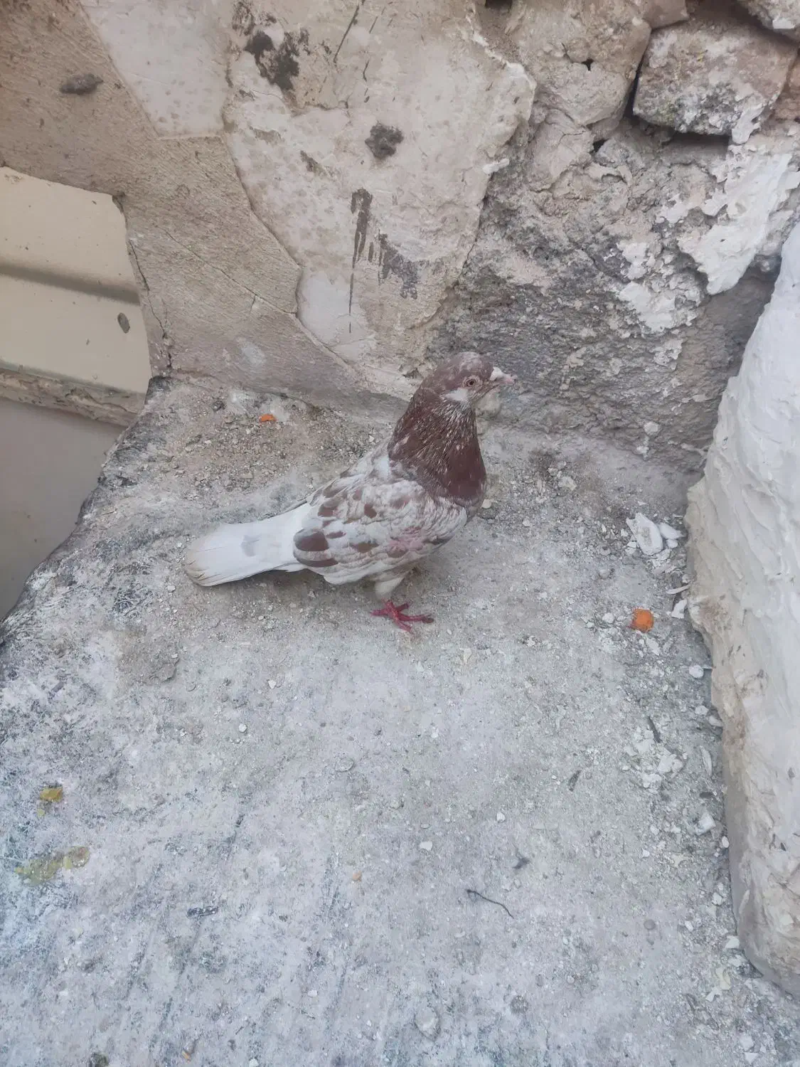 کفتر سرور|پرنده|قرچک, محمد آباد|دیوار