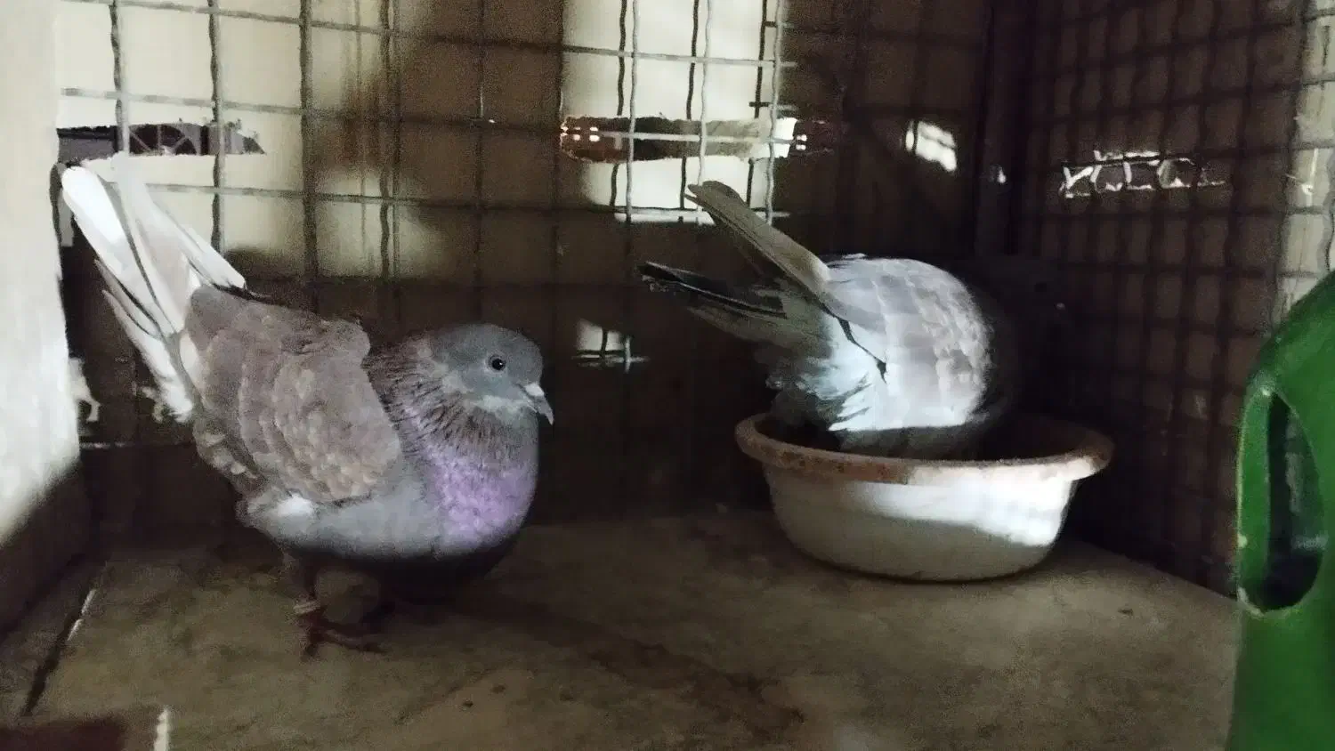 سه جفت کفتر دهن خورده به شرط|پرنده|قرچک, زیبا شهر|دیوار