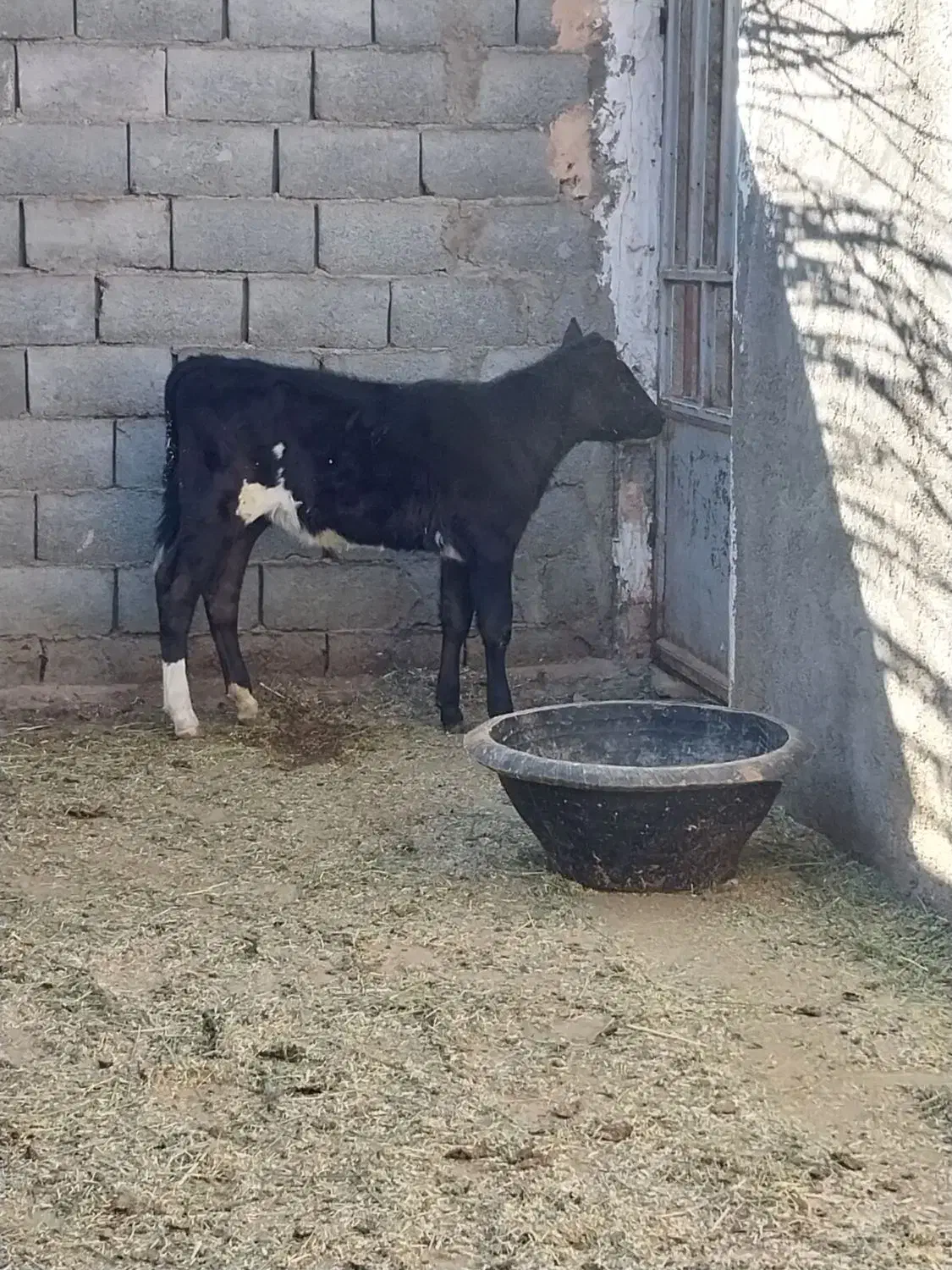 گوساله ماده|حیوانات مزرعه|جوین, |دیوار