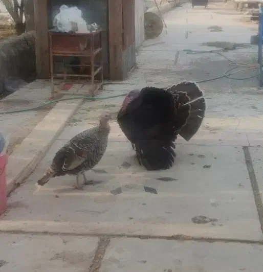 بوقلمون نر و ماده و خروس محلی|حیوانات مزرعه|شیراز, کیان آباد|دیوار