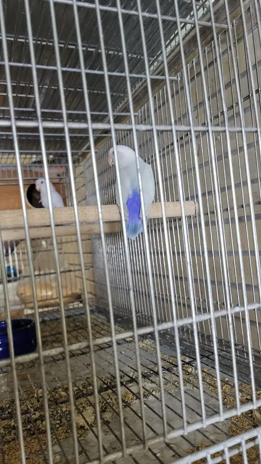 طوطی کوتوله بالفلالو|پرنده|بندرعباس, |دیوار