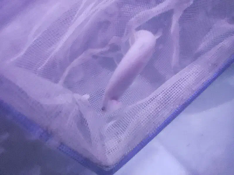 ماهی پولی|ماهی|پاکدشت, پاکدشت (مامازند)|دیوار