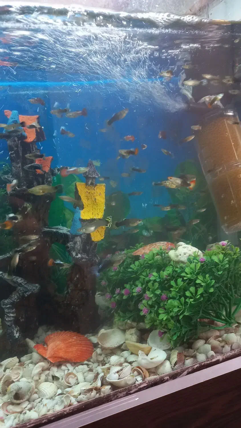 ماهی گوپی|ماهی|پاکدشت, خاتون آباد|دیوار