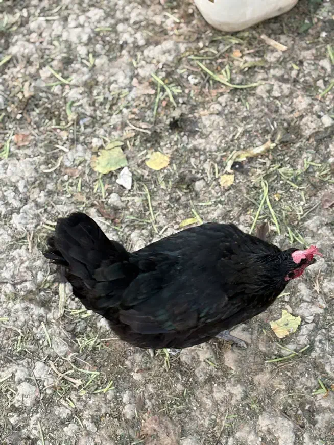 مرغ محلی|حیوانات مزرعه|شهریار, شهرک امیریه|دیوار