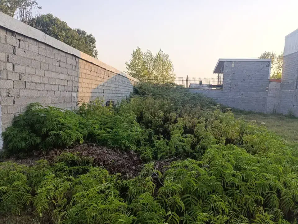 زمین مسکونی شهرک صبا|فروش زمین و ملک کلنگی|رشت, شهرک صبا|دیوار