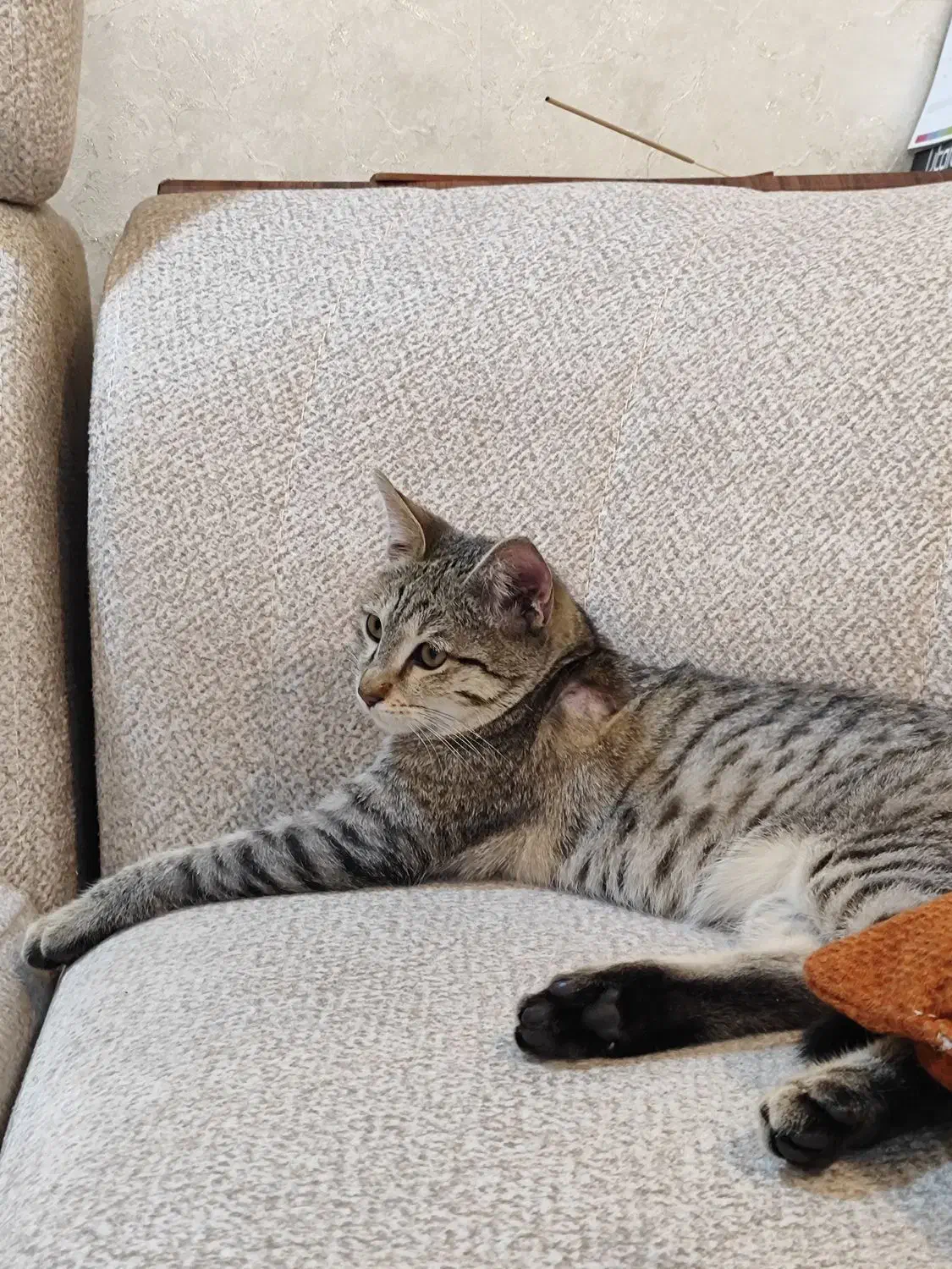 واگذاری گربه ماده رایگان فقط 7 ماهشه|گربه|تهران, وحیدیه|دیوار