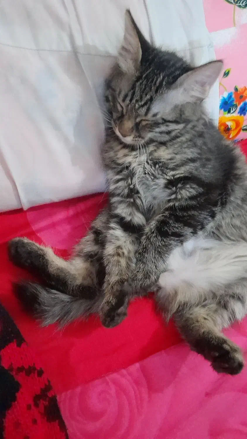 گربه فروشی|گربه|ورامین, جعفر آباد اخوان|دیوار