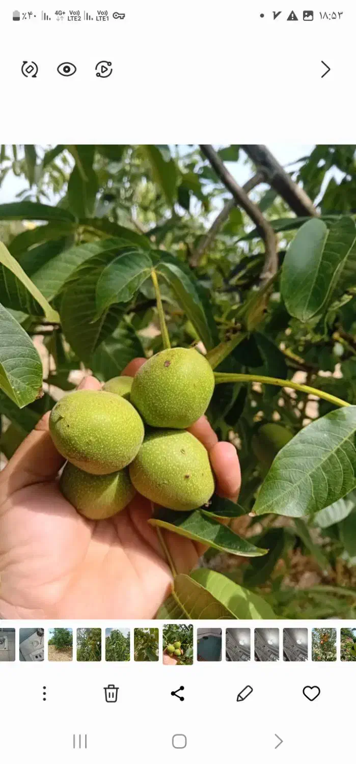 نهال گردو فرنور|گل و گیاه طبیعی|قوچان, |دیوار