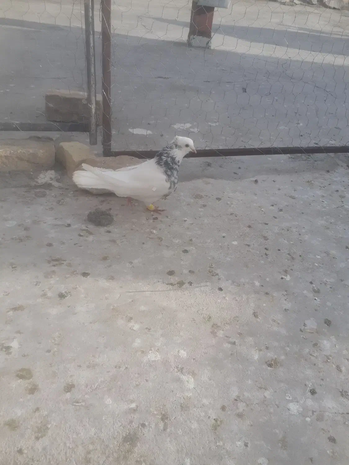 کفتر طوقی|پرنده|قائن, |دیوار