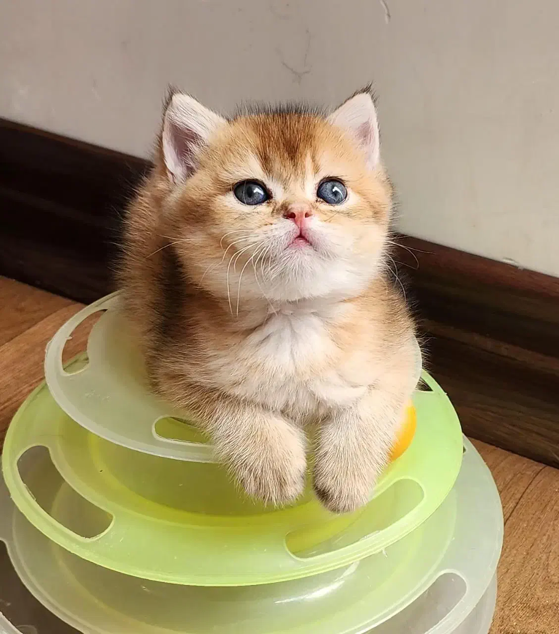 تنها مجموعه گربه در اهواز (پرشین/اسکاتیش/بریتیش)|گربه|اهواز, کیانپارس |دیوار