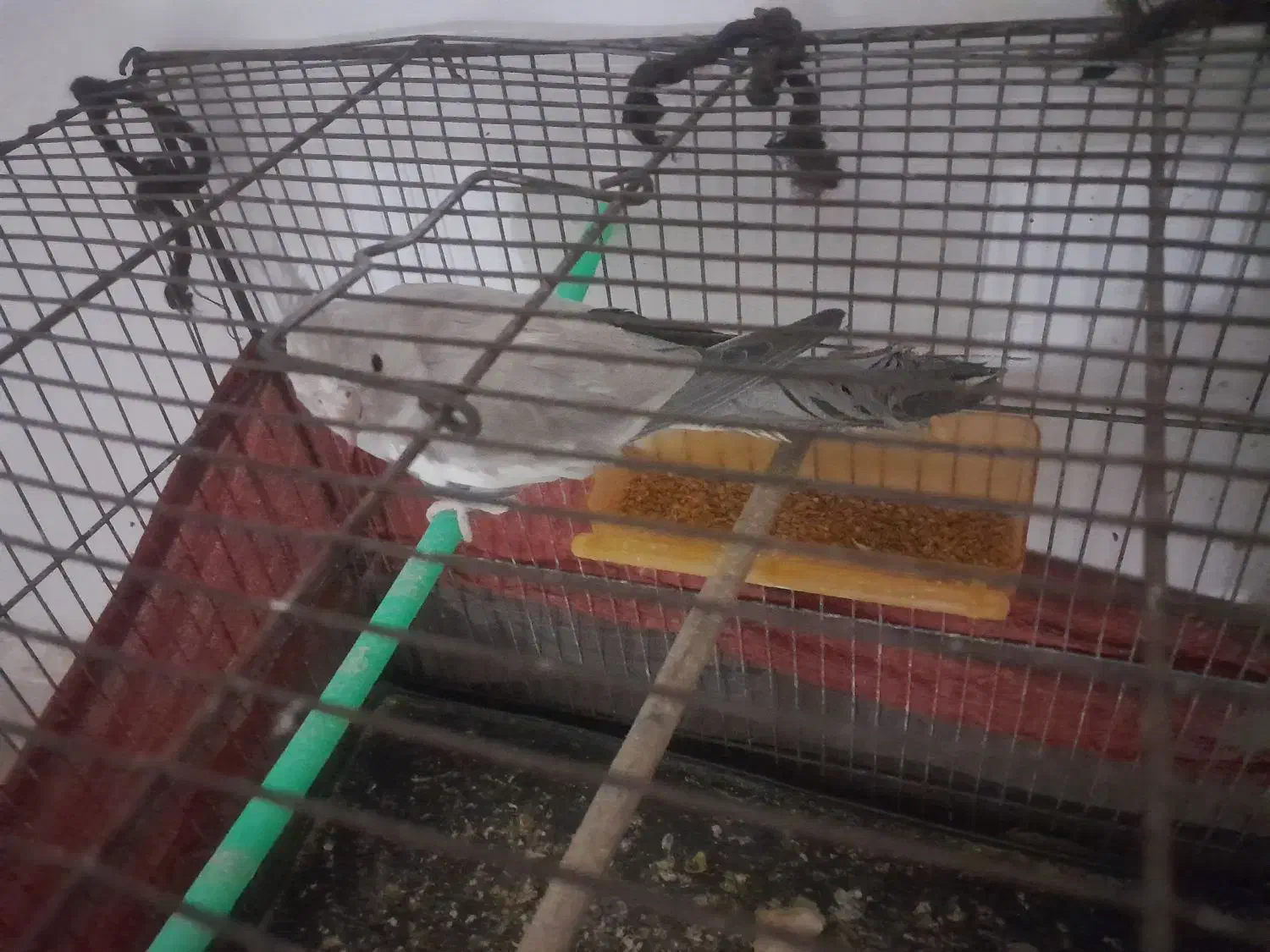 تعداد ۳ عدد عروس هلندی|پرنده|باخزر, |دیوار