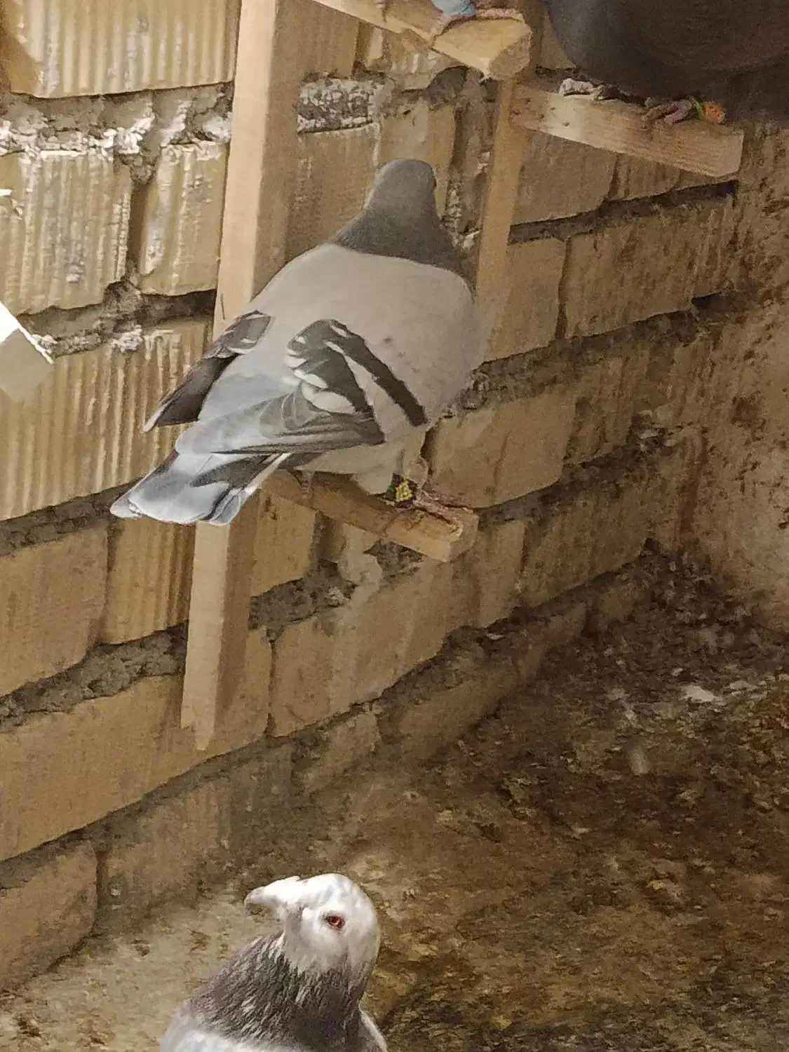 سبز پلاک مرودشت|پرنده|مرودشت, سهل‌آباد|دیوار