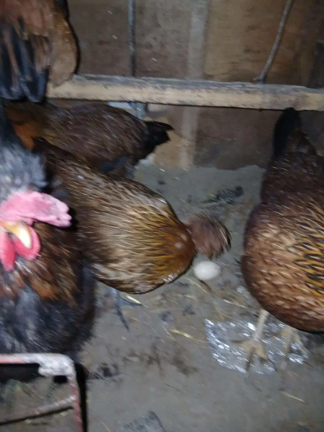 4عددمرغ 1عدد خروس|حیوانات مزرعه|بندر ترکمن, |دیوار