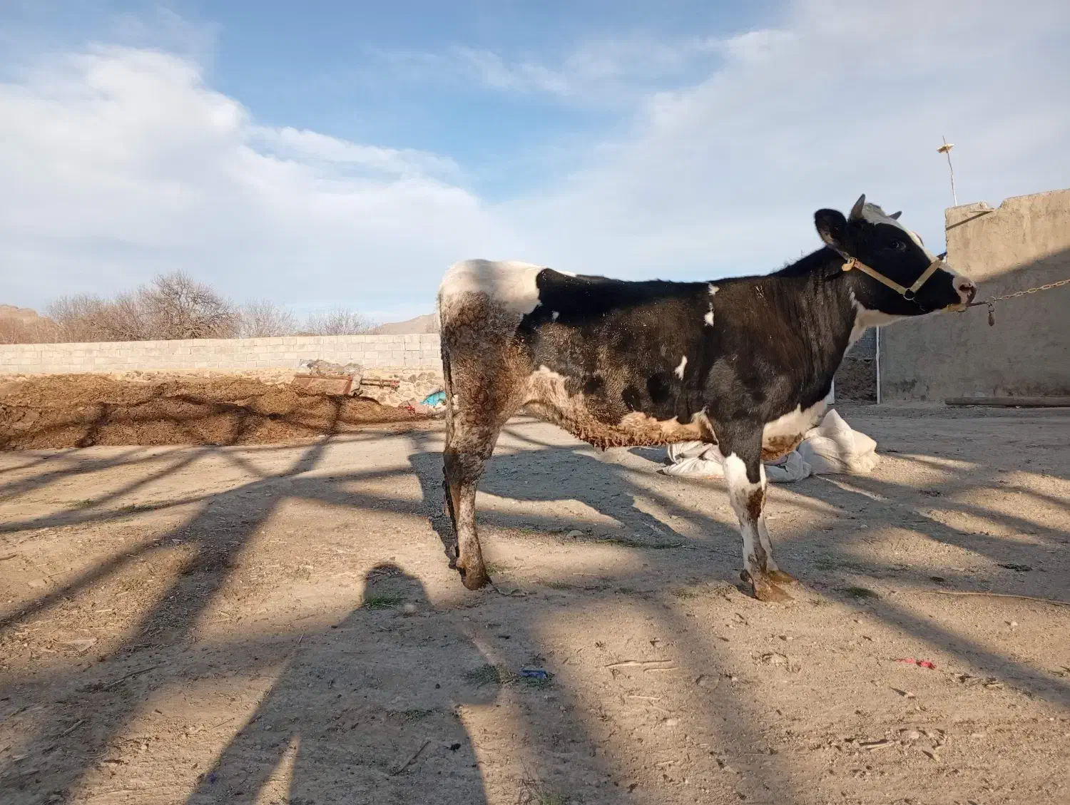 گاو|حیوانات مزرعه|ملایر, |دیوار