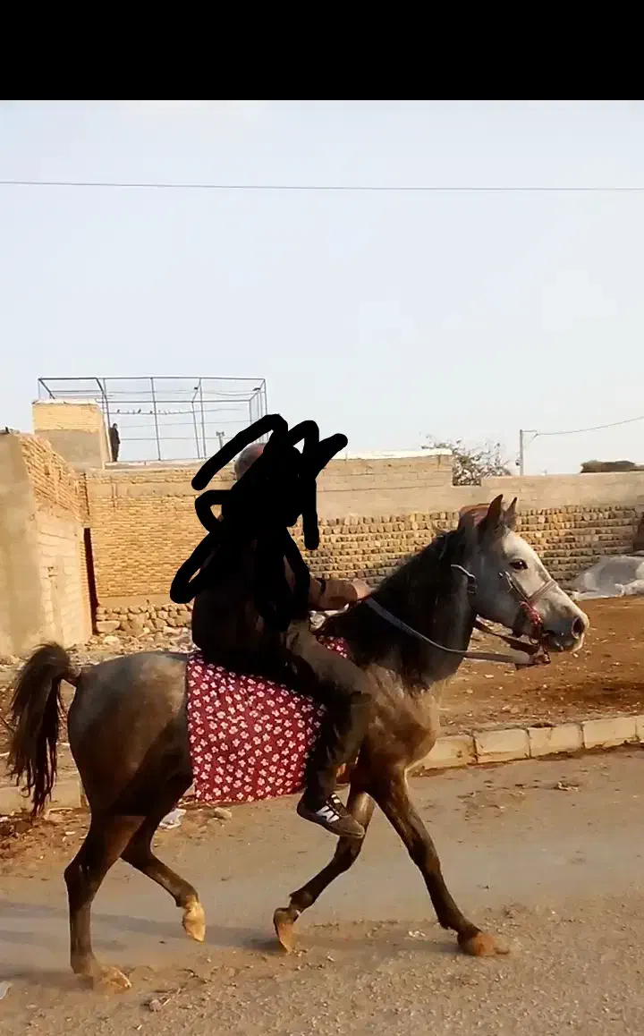 اسب نریان سر دم گیر چهار ساله|اسب و تجهیزات اسب‌سواری|اردبیل, |دیوار