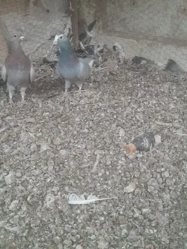 دوده ای پلنگ|پرنده|کرمان, |دیوار