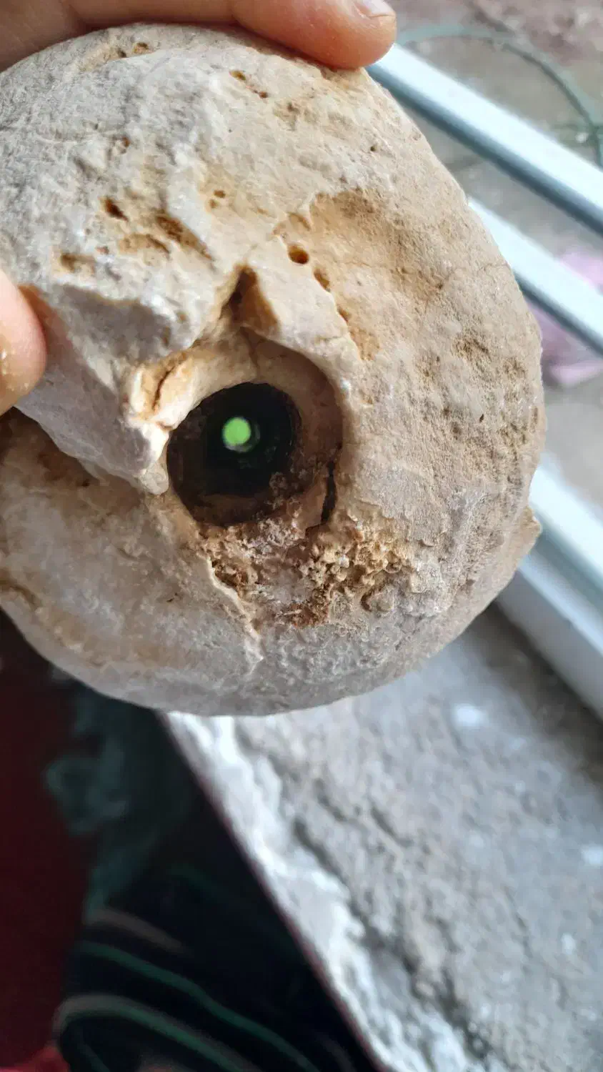 فسیل حلزون|کلکسیون اشیاء عتیقه|زرقان, |دیوار