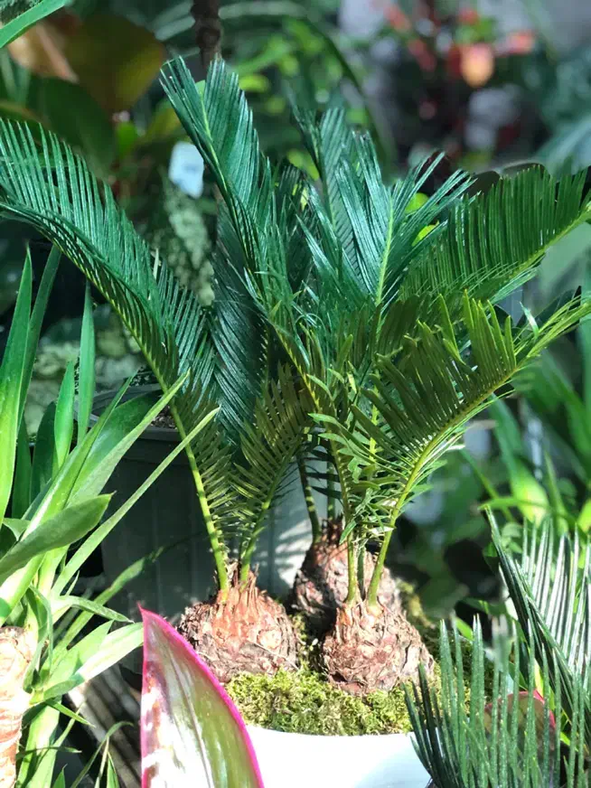 گیاه آپارتمانی|گل و گیاه طبیعی|تهران, آبشار تهران (دریاچه)|دیوار