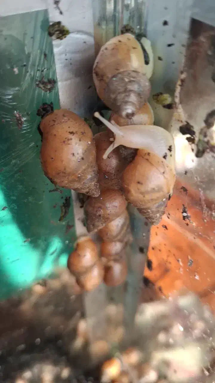 حلزون|خزنده|تهران, کوثر|دیوار