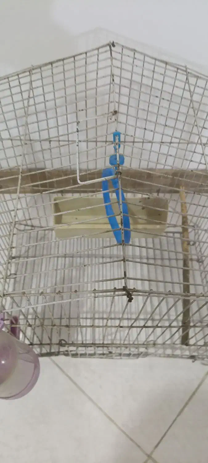 قفس|لوازم جانبی حیوانات|قدس, شهر‌قدس|دیوار