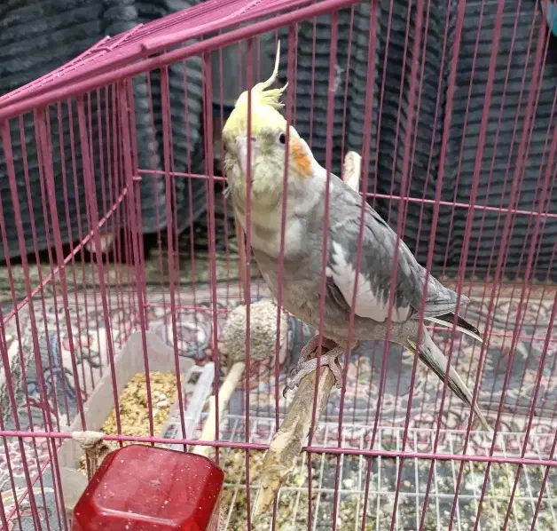 عروس هلندی گم شده|حیوانات|یزد, |دیوار