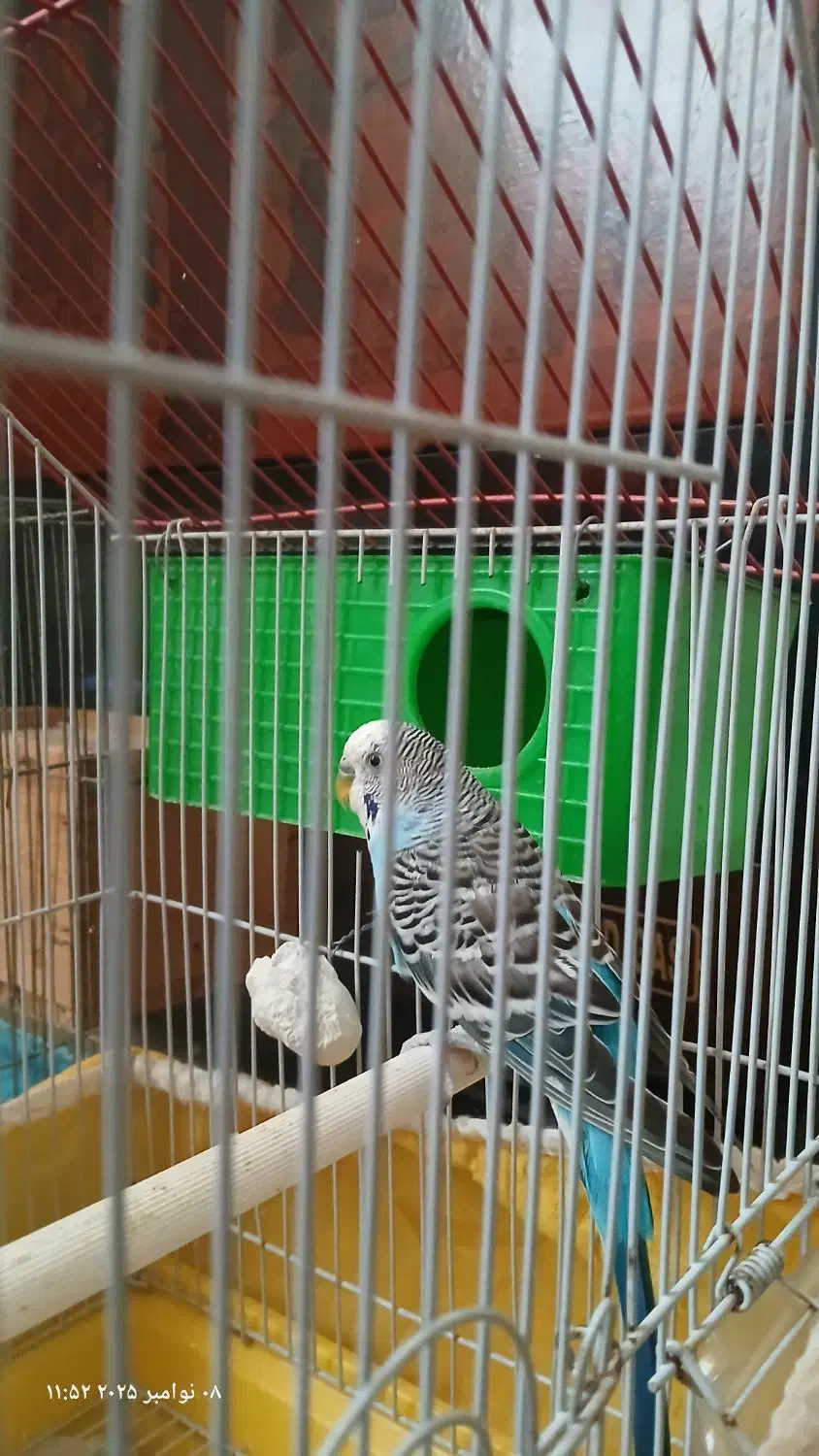 مرغ عشق نر بالق|پرنده|لاهیجان, لیالستان|دیوار