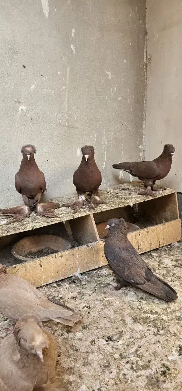 رواعب رواعبی دوکاکل|پرنده|قم, شهرک سازمان آب|دیوار