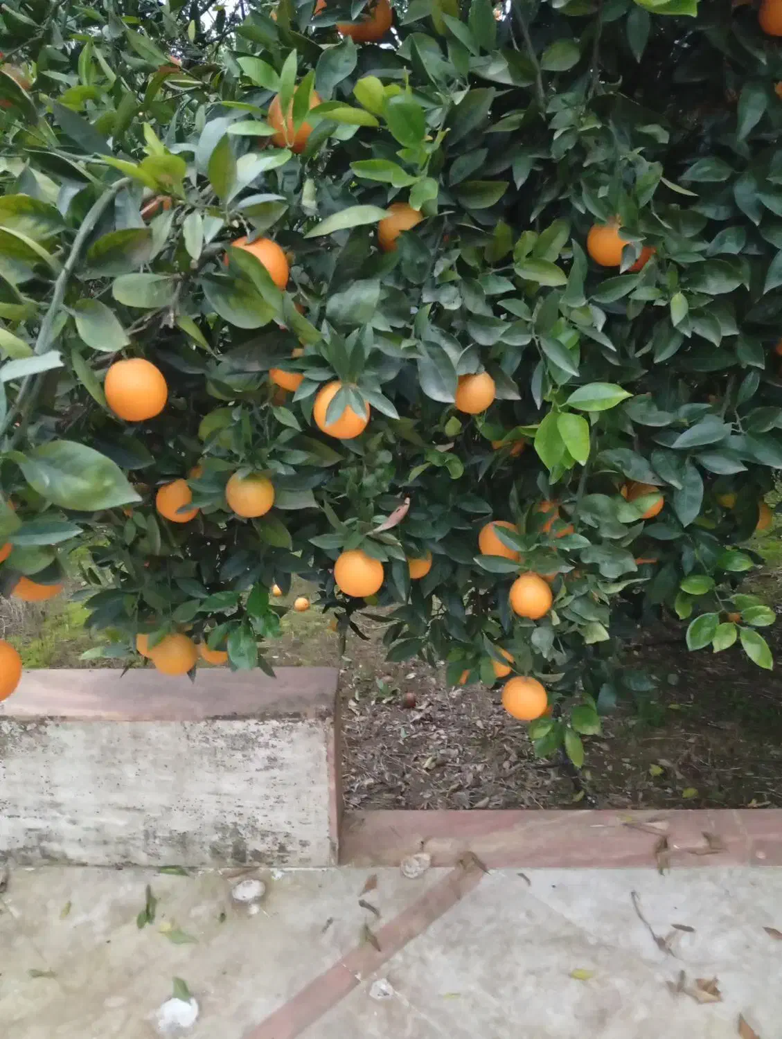 تامسون درجه یک فله|خوردنی و آشامیدنی|عباس‌آباد, |دیوار